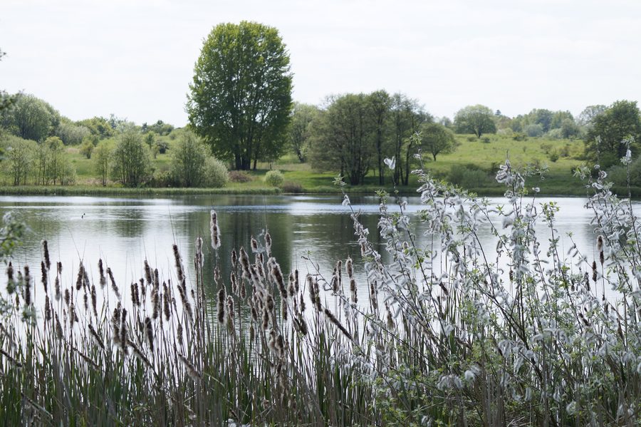 Großer Weidenteich avec roselière dans la réserve naturelle