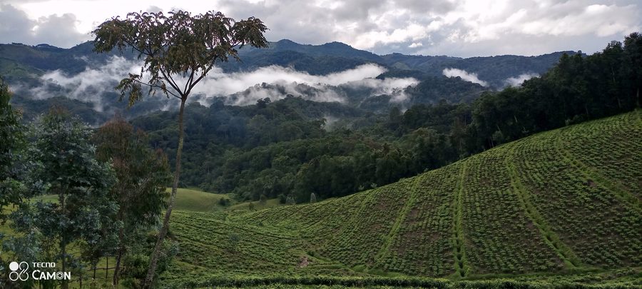 Forêt verdoyante dans la zone naturelle de Gishwati