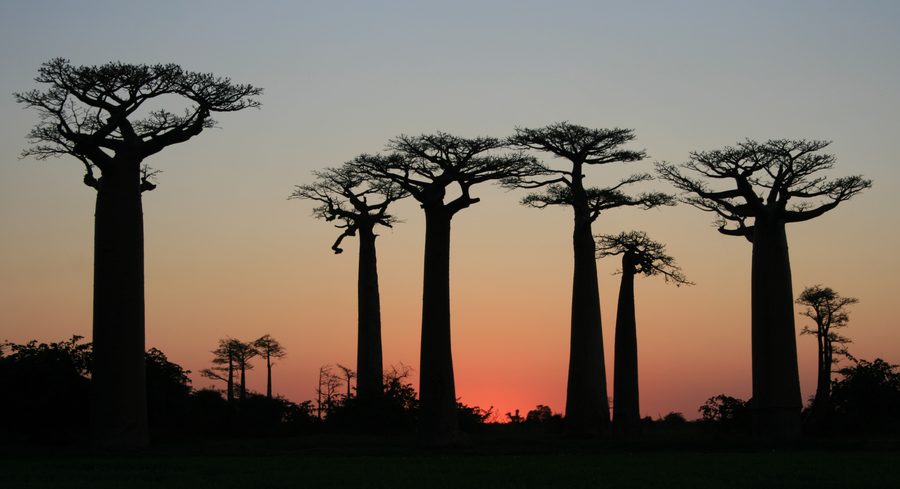 Baobabs sur l’Allée des Baobabs à Madagascar