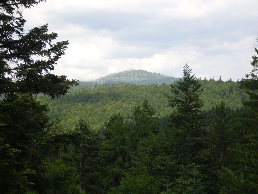 Le sentier dans les cimes de la forêt bavaroise traverse la forêt