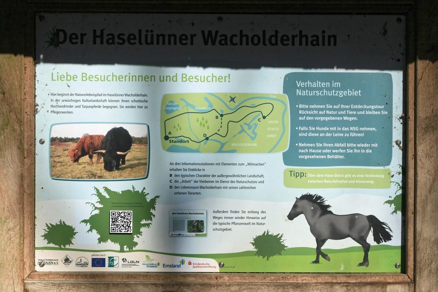 Le Wacholderhain de Haselünne avec des genévriers et une végétation de lande