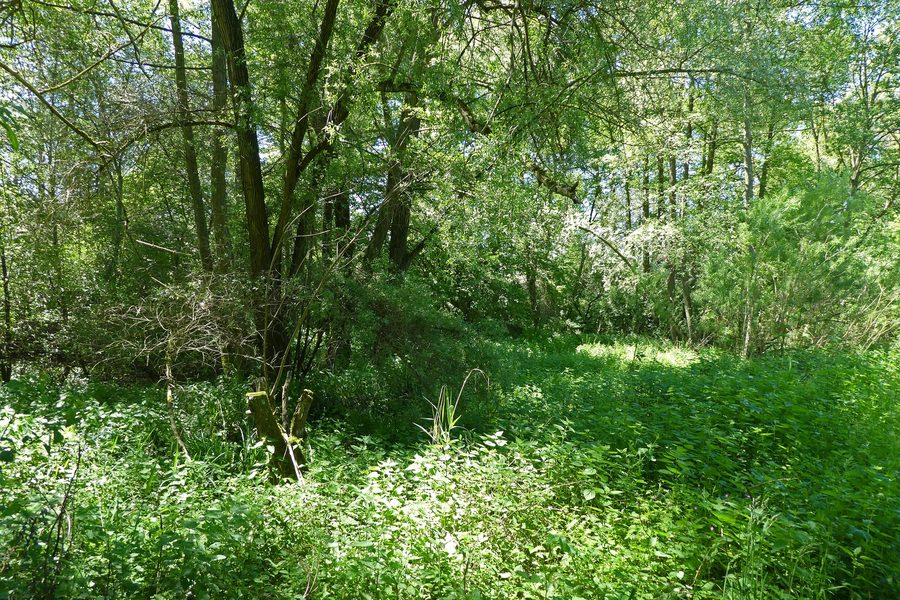 Zone humide dans le secteur Im Heimbühl à Oberboihingen