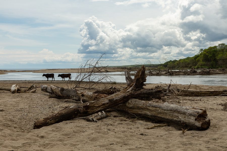 Paysage côtier dans la zone alluviale d'Iğneada avec des arbres déracinés et des vaches sur la rive d'un cours d'eau menant à la mer Noire