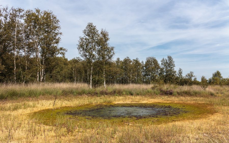 Lac de tourbe avec tourbière en formation dans le Bargerveen Meerstalblok