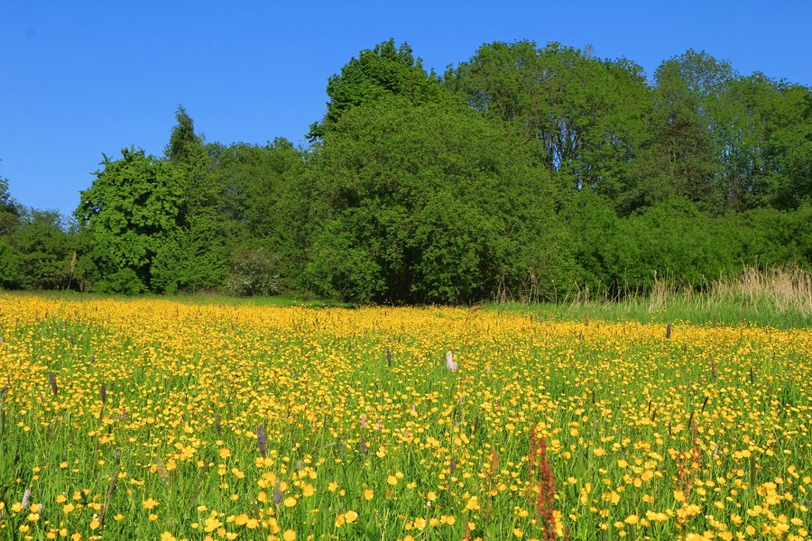 Paysage dans la réserve naturelle de Babinské louky près de Malečov