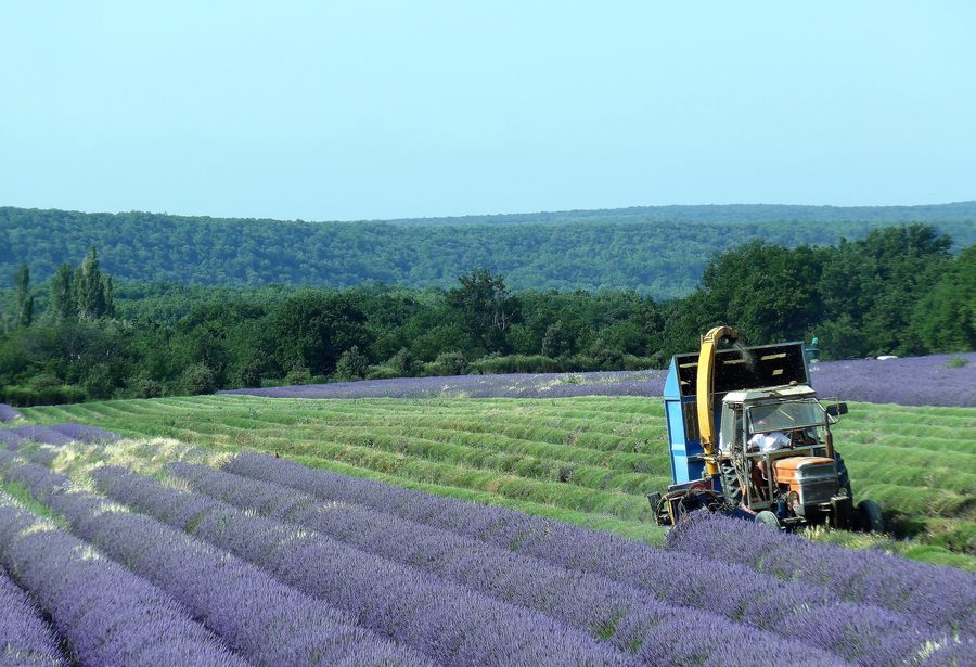 Récolte de la lavande en Drôme Provençale
