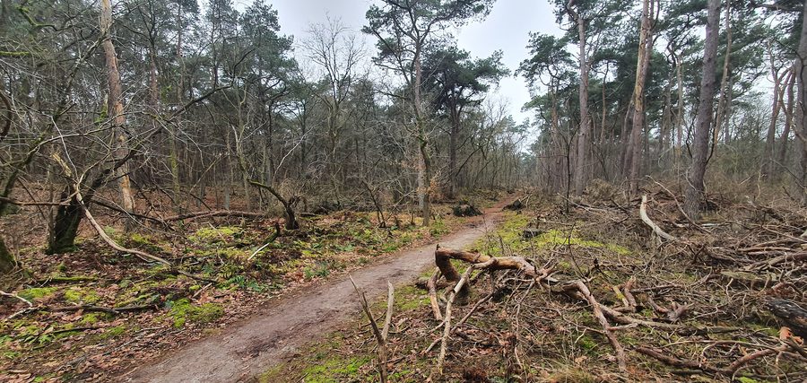 Forêt au bord des Loonse en Drunense Duinen près de Giersbergen