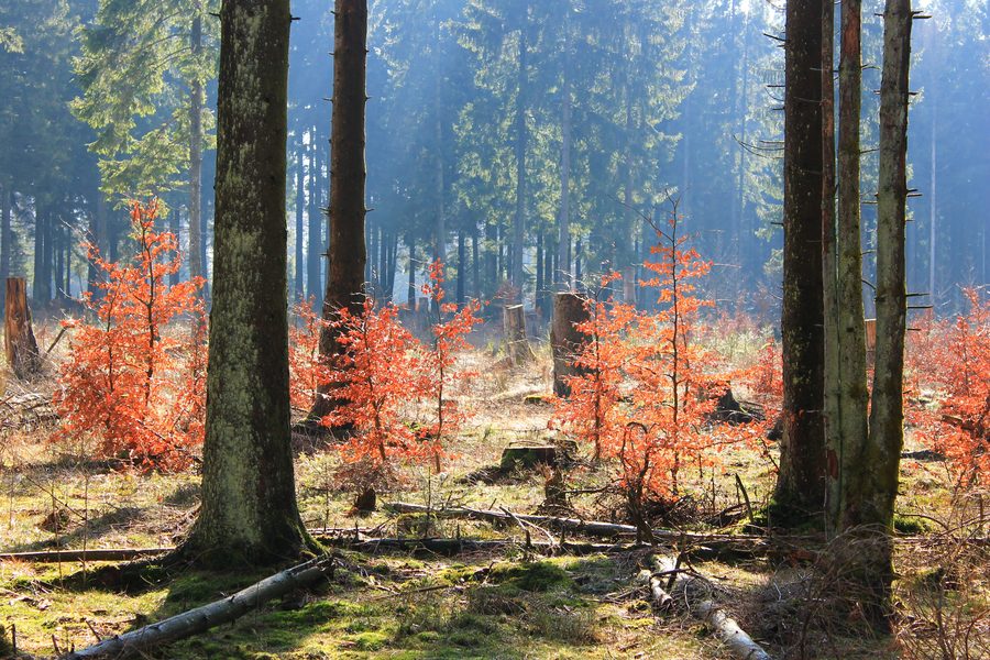 Jeunes hêtres dans les feuilles d’automne près du Sandkopf dans le parc national Hunsrück-Hochwald