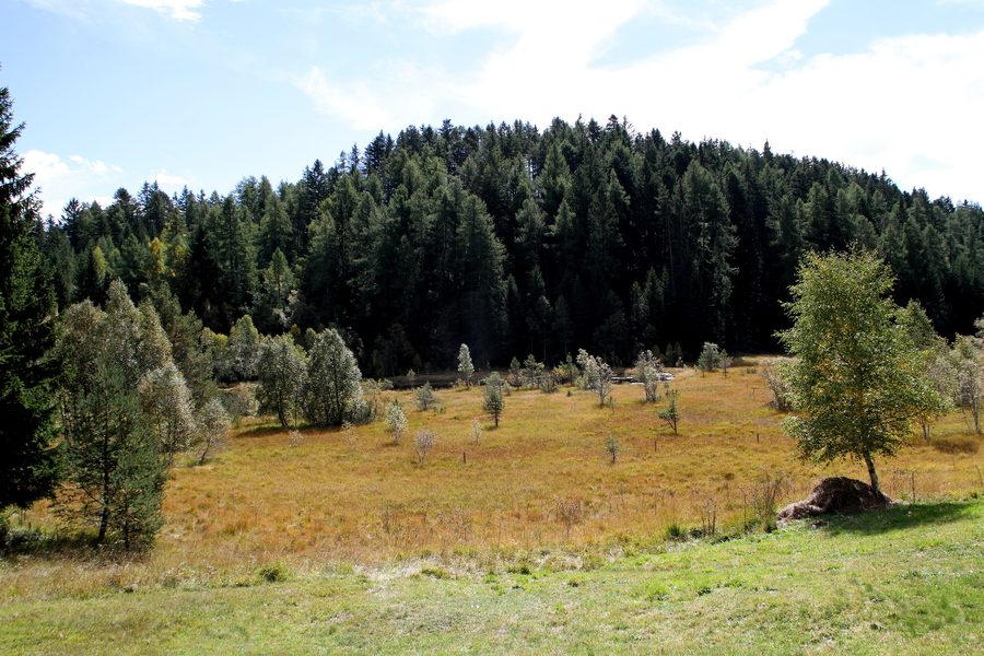 Biotope Langes Moos près d’Altrei avec zone d’atterrissement