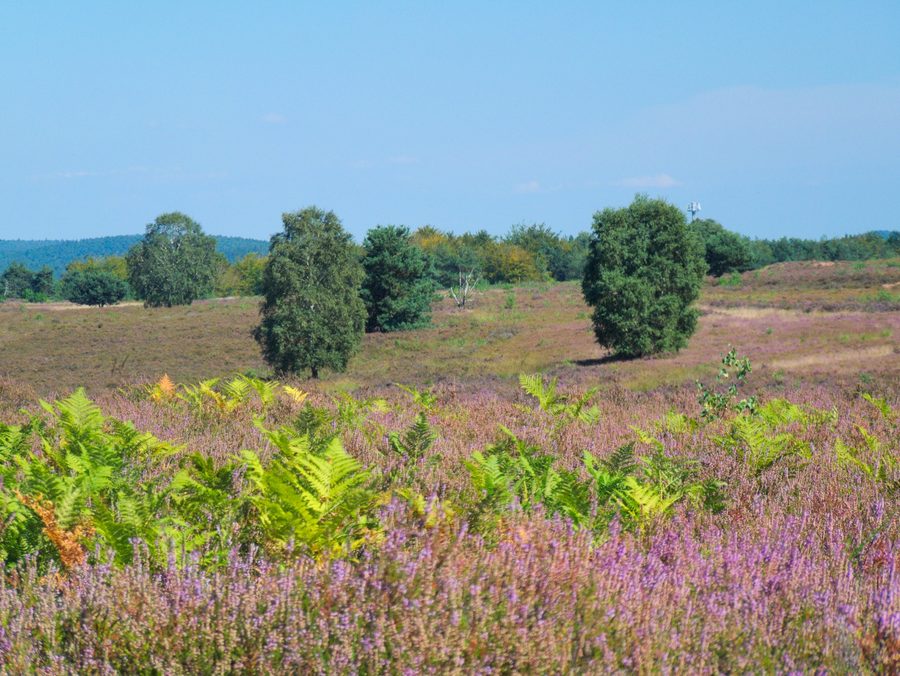 Paysage en fleurs dans la Mehlinger Heide en Rhénanie-Palatinat