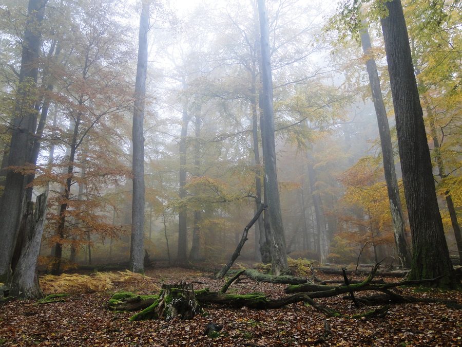 Brume entre de vieux hêtres et chênes dans le Spessart près de Rohrbrunn