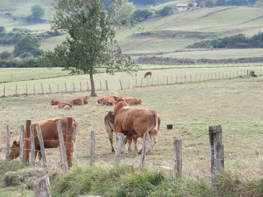 Bovins dans un pâturage à Amurrio, Álava
