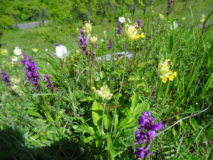 Plantes en fleurs dans la réserve naturelle du Dünsberg près d’Oberelsbach