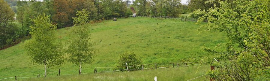 Prairie maigre dans la réserve naturelle Magerwiese près de Hohenhain