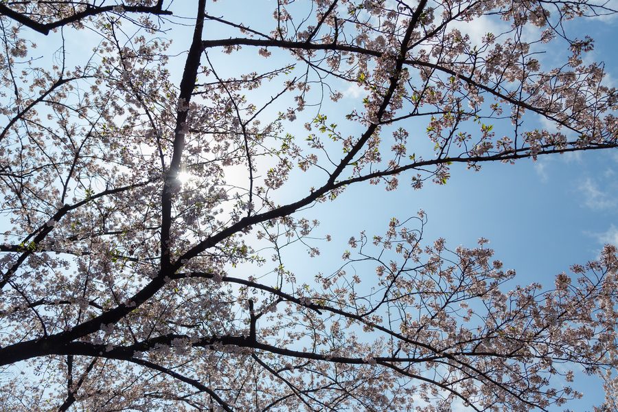 Parc d’Ueno à Tokyo