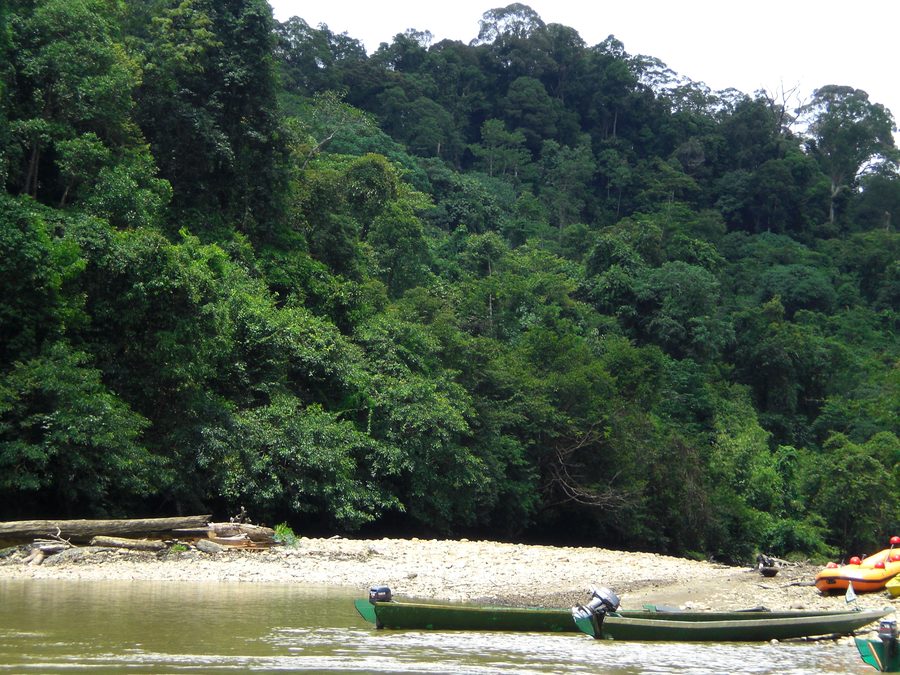 Paysage de forêt et de rivière au Brunei