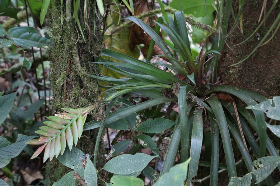 Broméliacée comme détail naturel pour l’ambiance de haut plateau et de forêt nuageuse à Pichincha