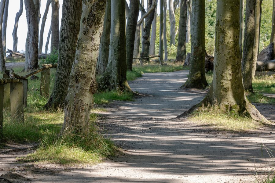 Forêt fantôme à Nienhagen sur la côte de la mer Baltique