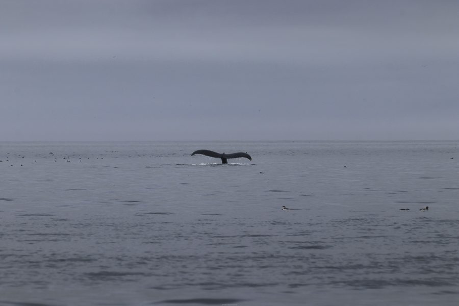 Une baleine à bosse au large de Telegraph Cove.