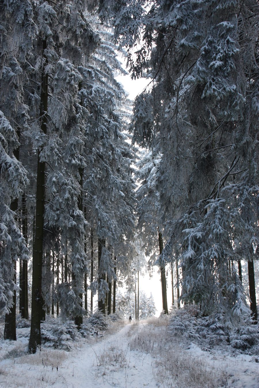 Paysage enneigé dans le Sauerland près de Meschede