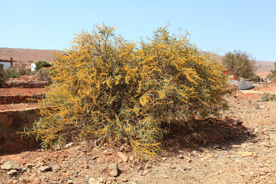 File:Antigua Valles de Ortega - Lugar Teguitar - Acacia saligna 01 ies.jpg