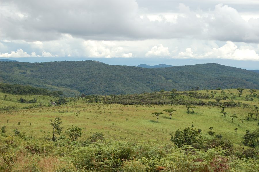 Parc national de Nyika au Malawi avec de vastes paysages de hauts plateaux