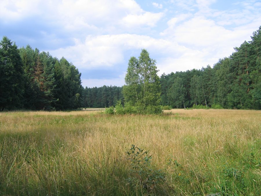 Parc paysager de Brodnica près du lac de Zbiczno