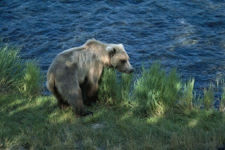 Ours brun sur la Brooks River près de Brooks Falls dans le parc national et réserve de Katmai