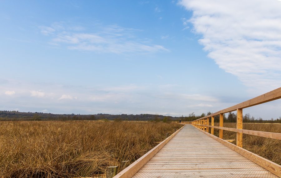 Circuit de promenade dans la réserve naturelle Wildes Moor près de Schwabstedt
