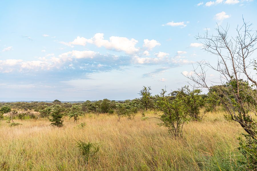Paysage dans le parc national Kruger
