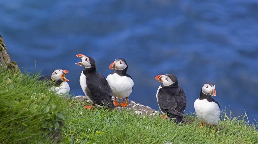 Macareux moines aux îles Féroé