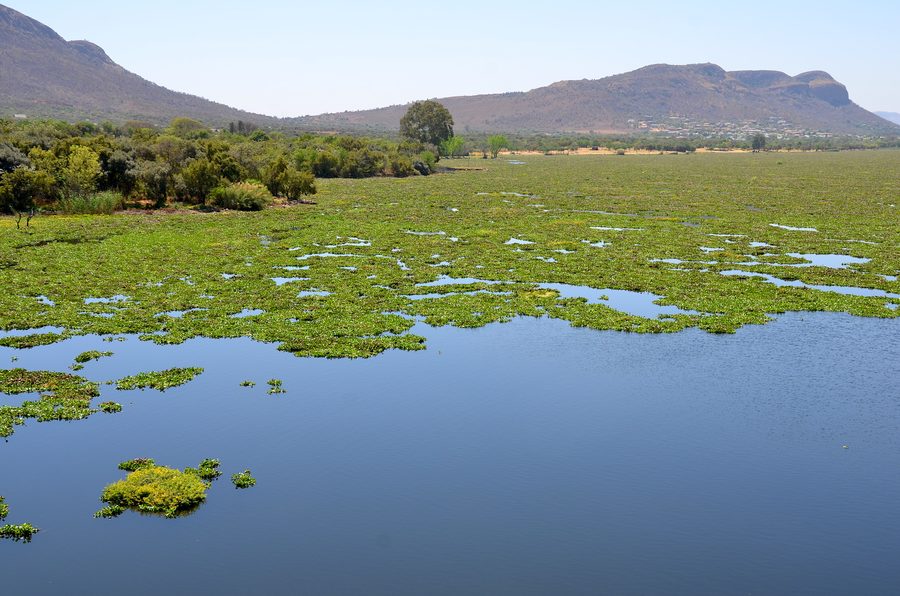 Barrage de Hartbeespoort dans la province du Nord-Ouest avec des jacinthes d’eau