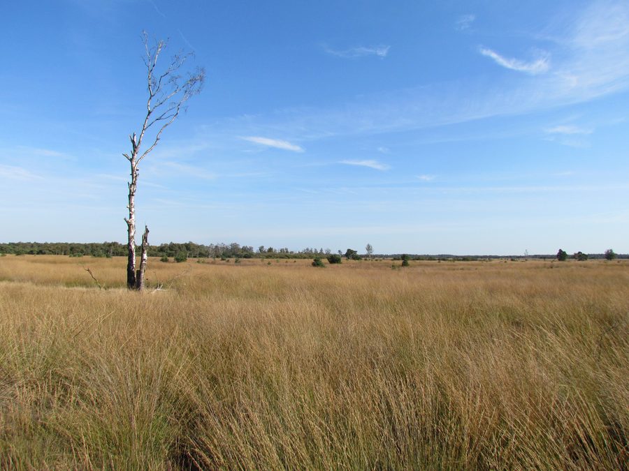 Paysage de la Strabrechtse Heide