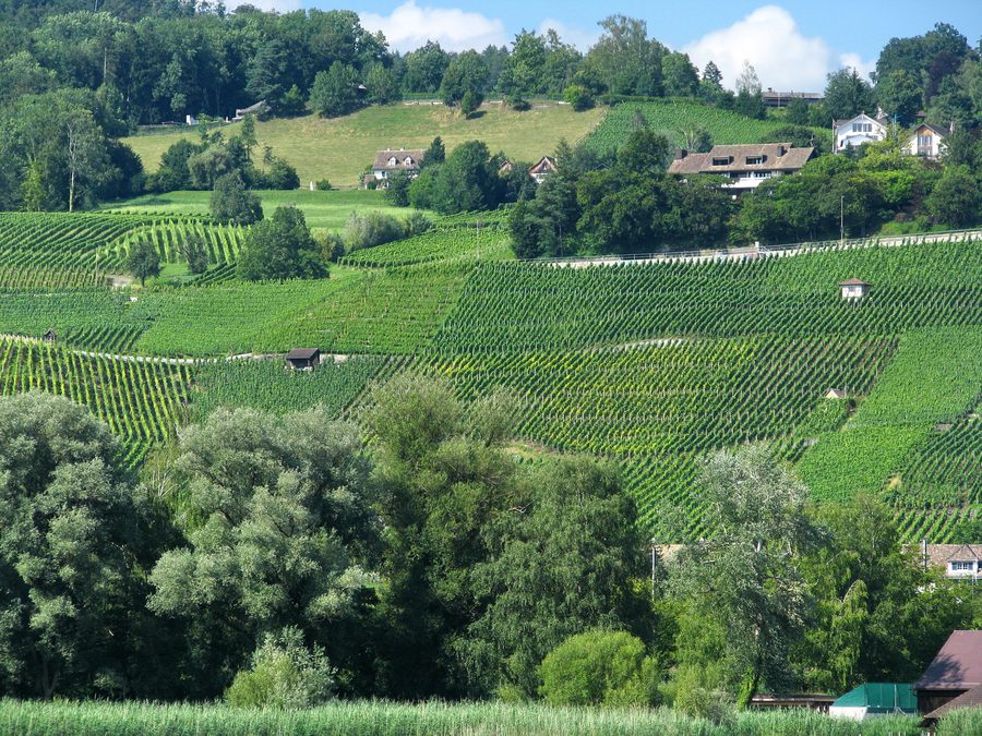 Rive du lac de Zurich près de Männedorf avec des vignobles et le Pfannenstiel en arrière-plan
