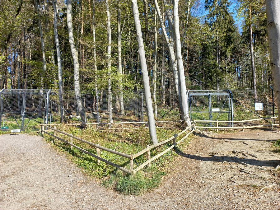 Loup dans le parc animalier de Feldkirch, au Vorarlberg