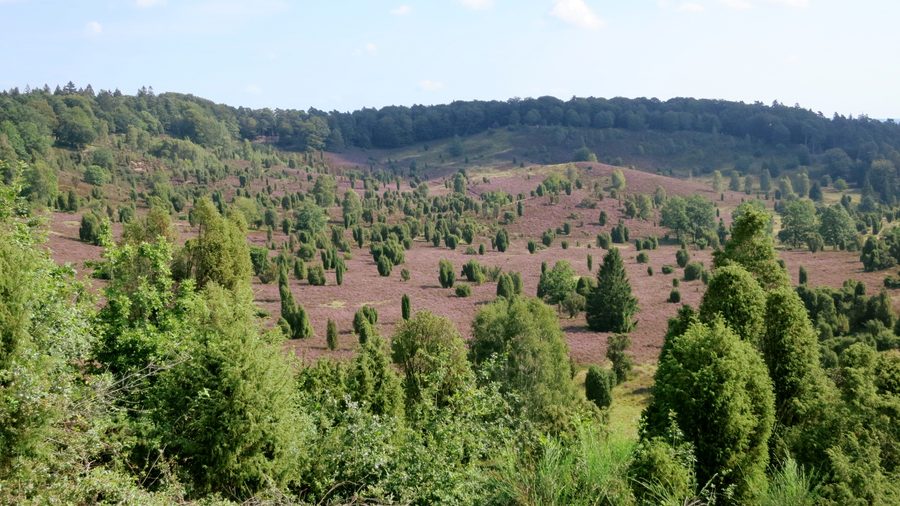 Vue sur la vallée de la lande Todtengrund près de Wilsede