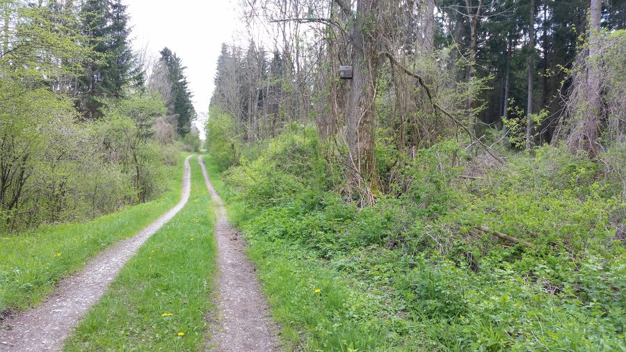 Les prairies alluviales de la Wertach dans l’arrondissement de l’Unterallgäu, avec vue vers le sud sur la rive est de la Wertach