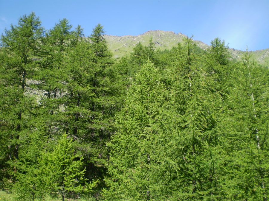 Paysage de montagne avec des arbres dans le Valle Germanasca près de Bout du Col, à proximité de Prali