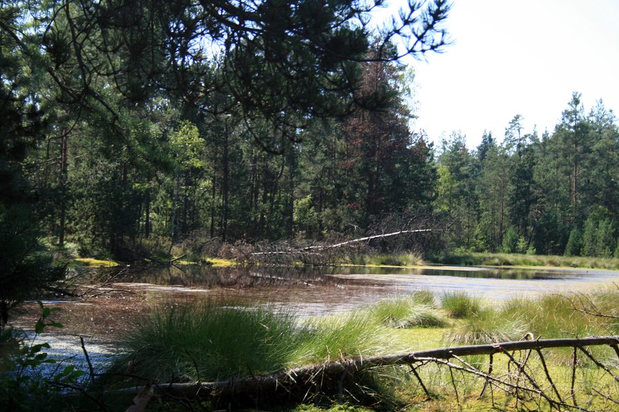 Petit lac dans le parc naturel de Červené blato en Bohême du Sud