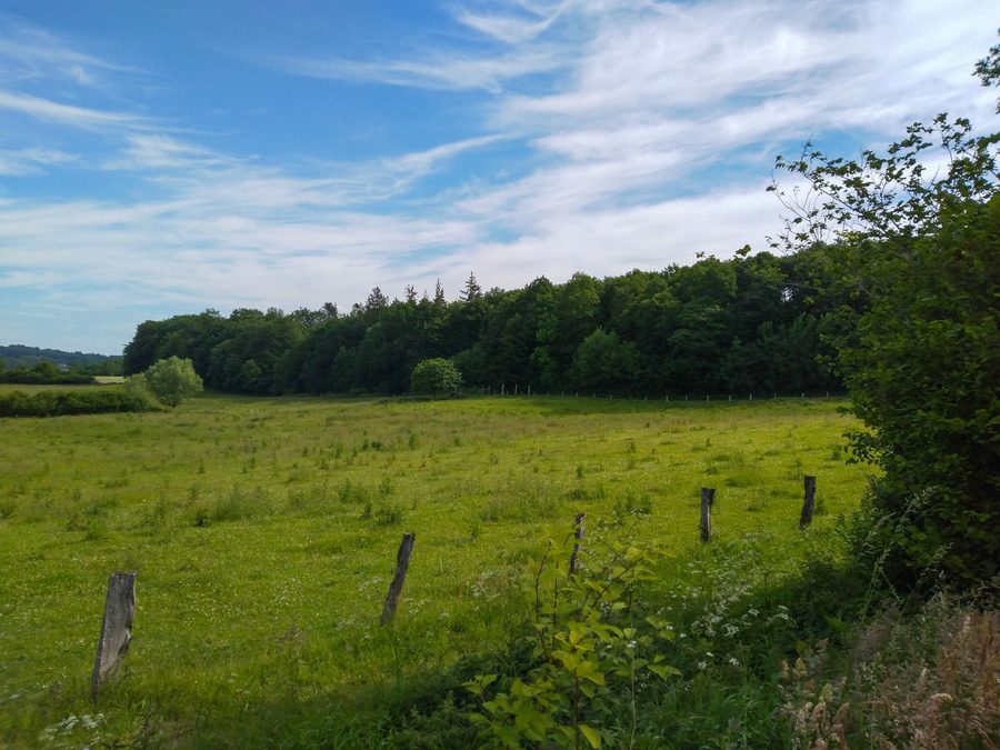 Paysage forestier dans la sous-zone FFH de Schierenskroog des collines de Hüttener