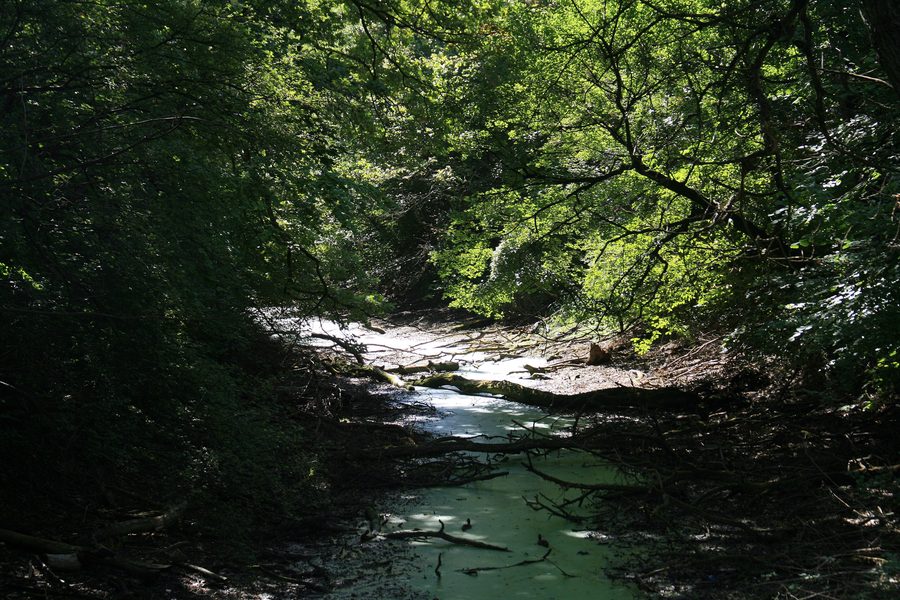 Paysage dans le parc national Donau-Auen près d’Orth an der Donau