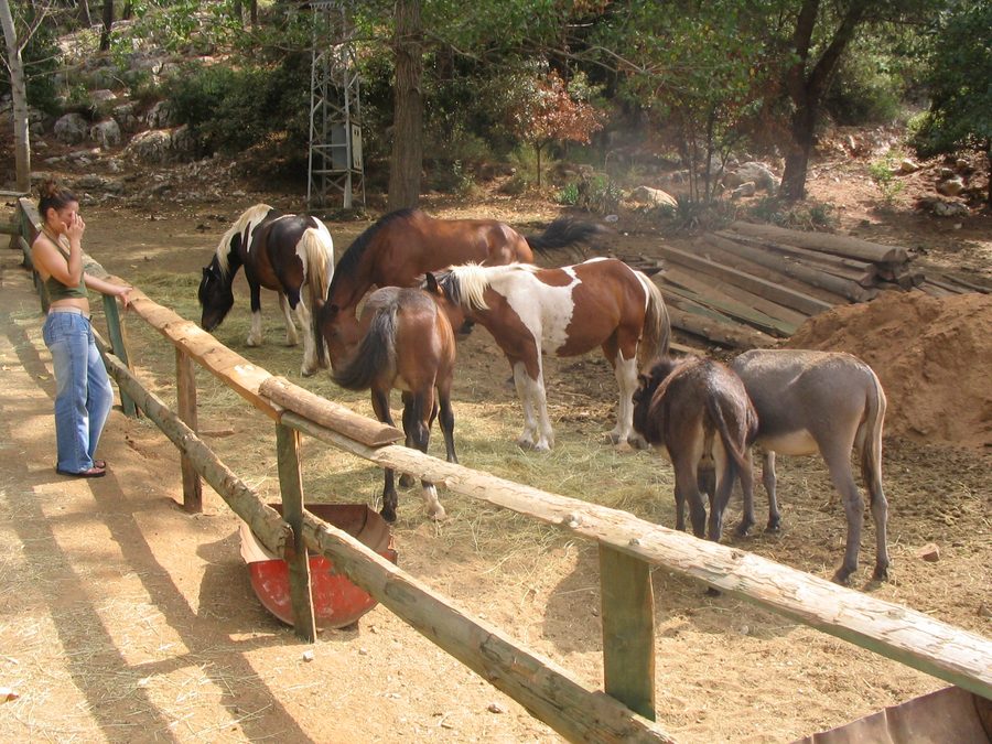 Baie de Lovrečina sur l’île de Brač avec un haras