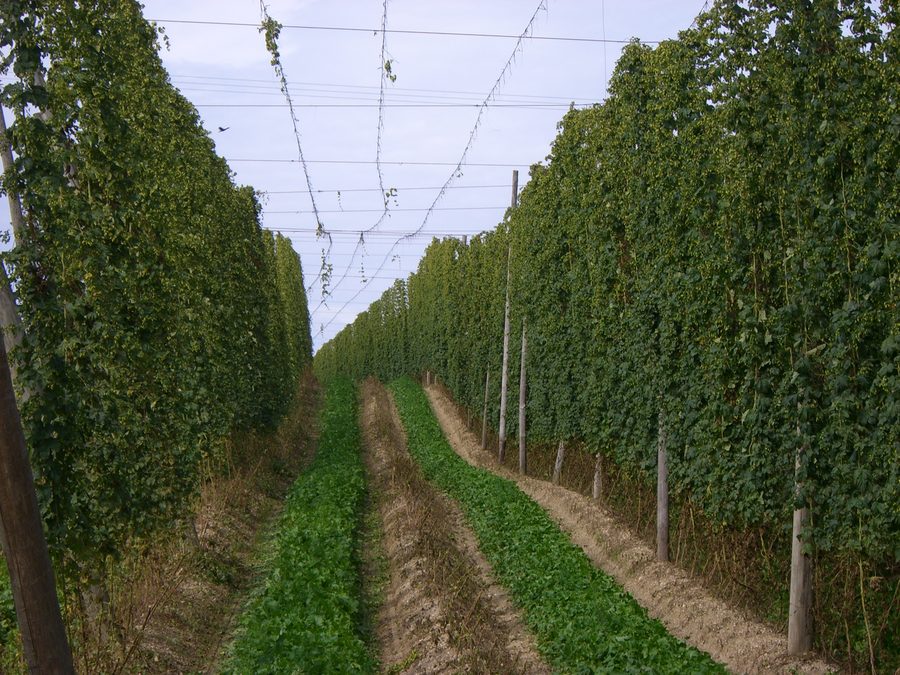 Jardin de houblon dans la Hallertau pendant la période des récoltes