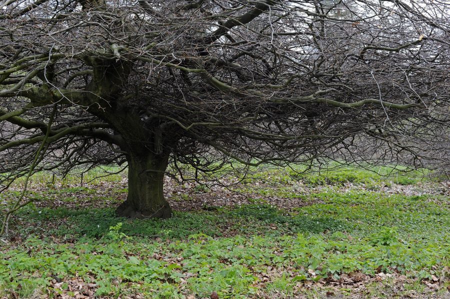 Hêtre de Süntel dans le Dachtelfeld dans le parc naturel Weserbergland Schaumburg-Hameln