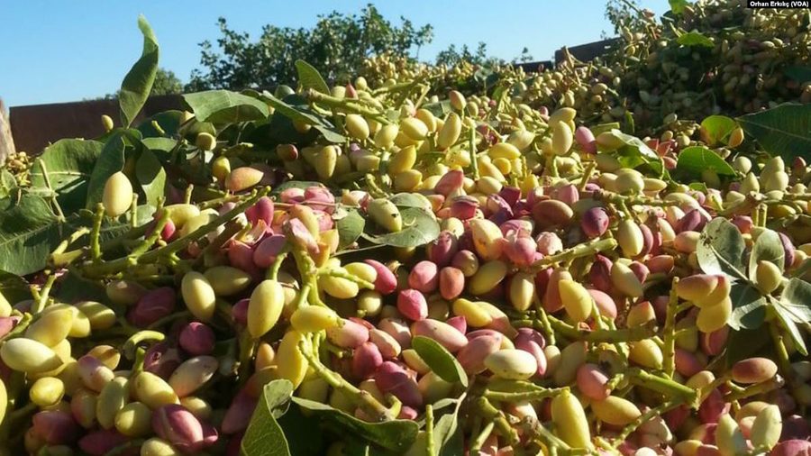 Pistaches de Gaziantep sur un pistachier