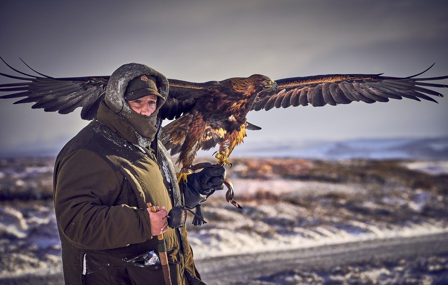 Le fauconnier anglais Roy Lupton pratiquant la fauconnerie avec un aigle royal dans les Angus Glens, en Écosse