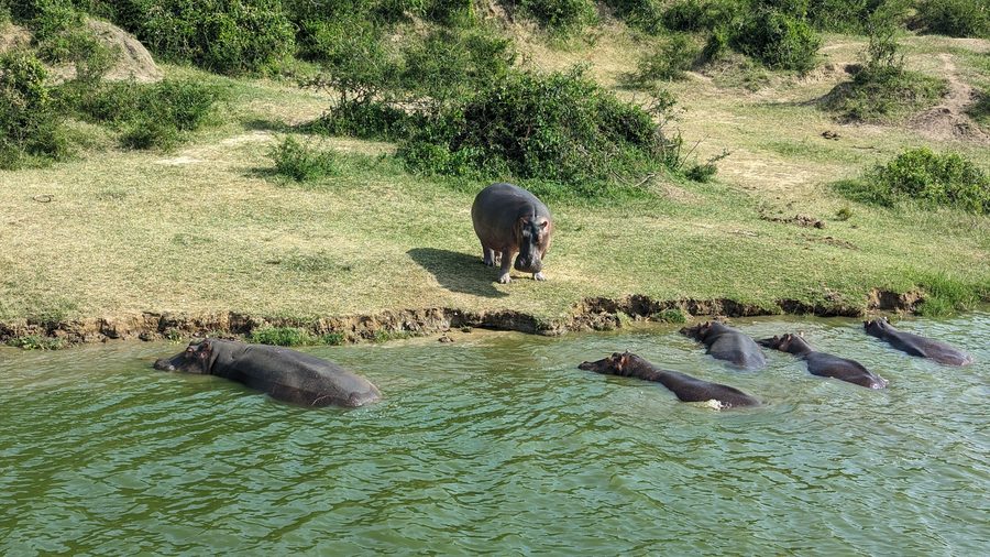 Hippopotames dans le canal de Kazinga, dans le parc national Queen Elizabeth, Ouganda