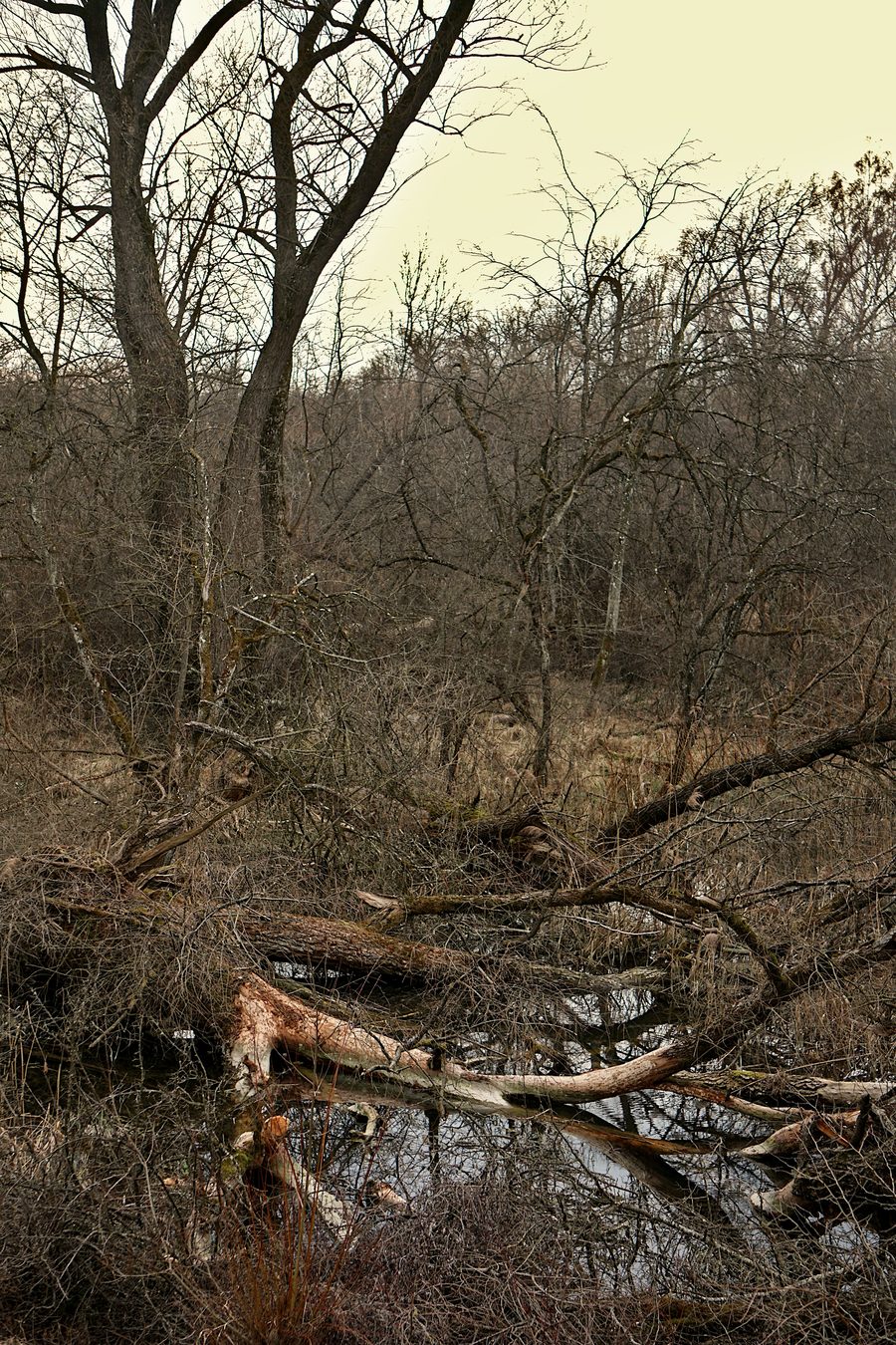 Réserve naturelle des prairies alluviales de l’Isar près de Rosenau entre Hangenham et Moosburg