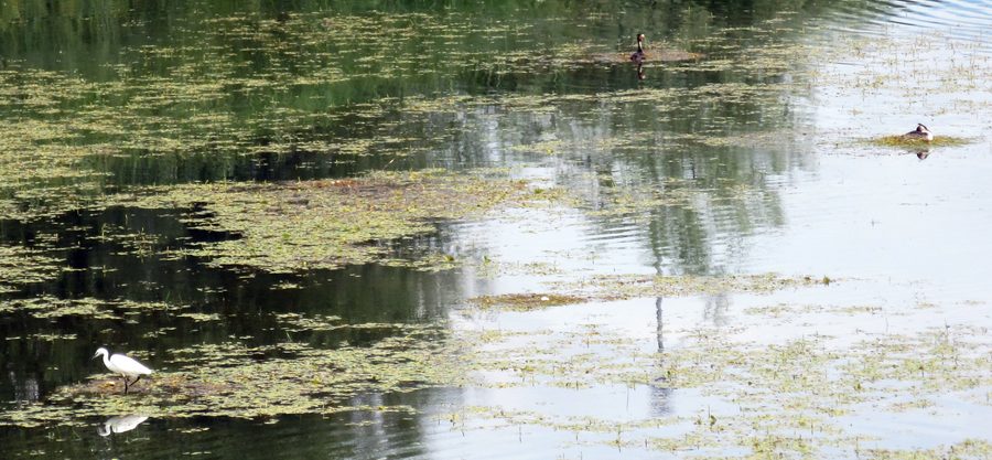 Oiseaux au lac de Kerkini