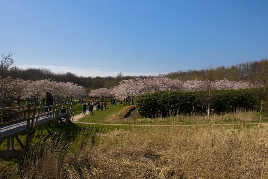 Vue sur une partie du Bloesempark dans l’Amsterdamse Bos près d’Amstelveen